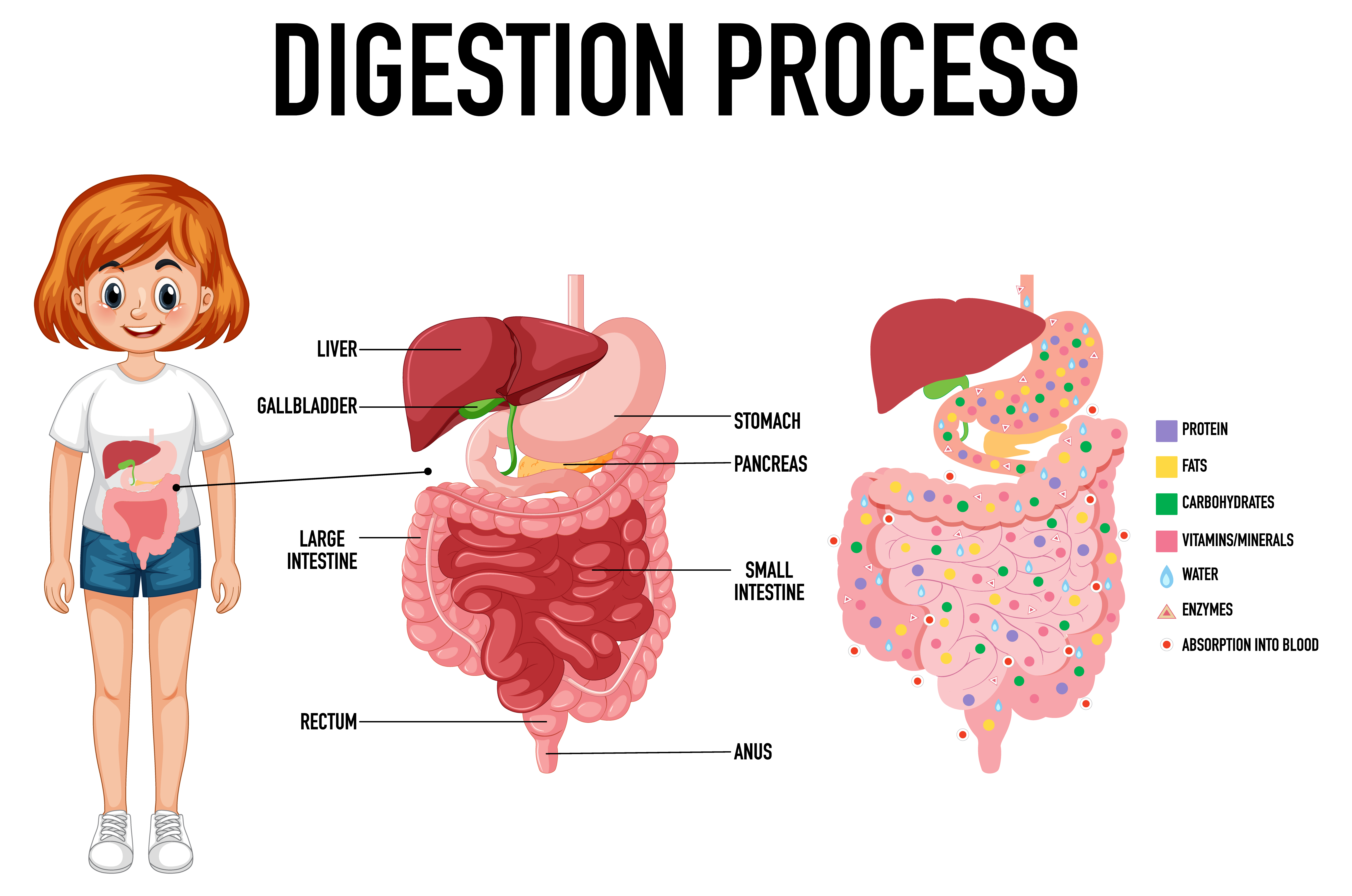L'importance de la digestion